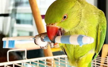 O que Não Dar para Seu Ring Neck: Alimentos Proibidos e Tóxicos!