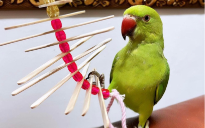 O Que é Enriquecimento Ambiental e Por Que Seu Ring Neck Precisa?
