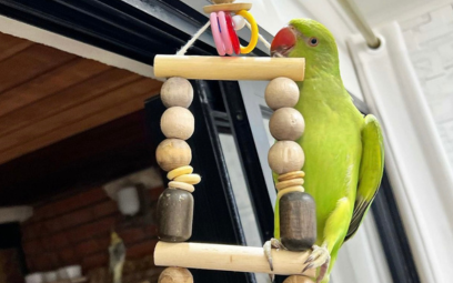 O Que é Enriquecimento Ambiental e Por Que Seu Ring Neck Precisa?