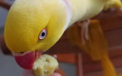 Top 10 Frutas Seguras para Ring Necks: Delícias que Fazem Bem!