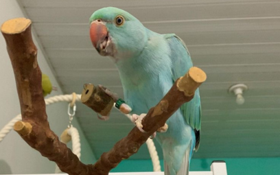 O Que é Enriquecimento Ambiental e Por Que Seu Ring Neck Precisa?