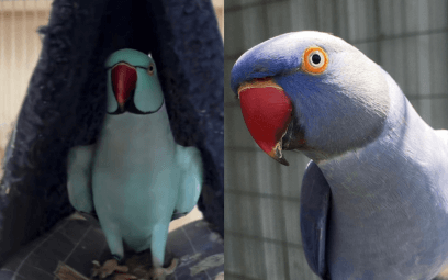 Ring Neck: O Que Nunca Deveria Comer
