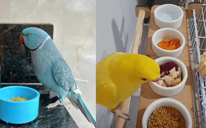 O Guia Definitivo de Alimentos para Ring Necks: Segredos para uma Vida Longa e Feliz!