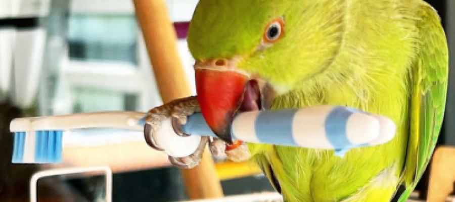 O que Não Dar para Seu Ring Neck