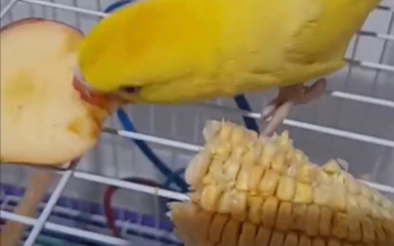 Alimentação Colorida: A Importância da Variedade na Dieta do Seu Ring Neck