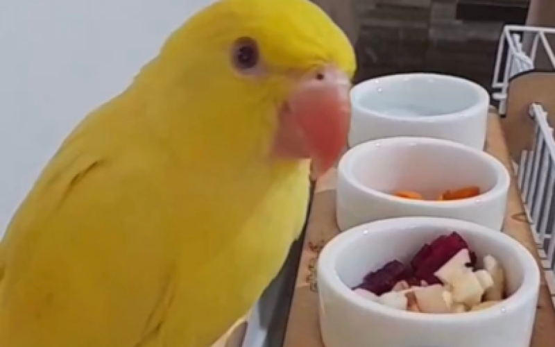 Sementes de Frutas que Você Não Deve Oferecer ao Seu Ring Neck