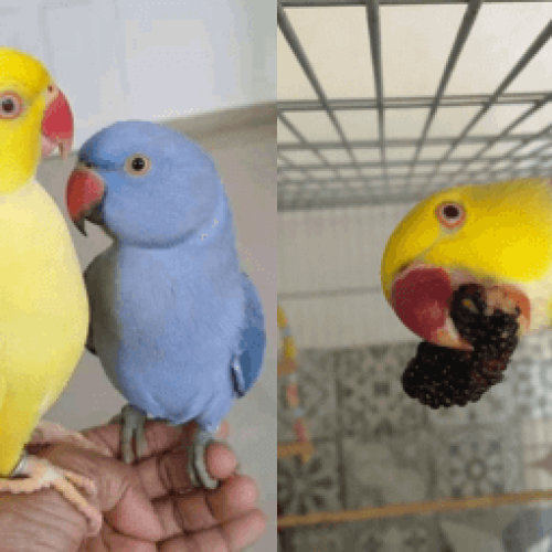 Ring Neck e Introdução a Novos Membros da Família