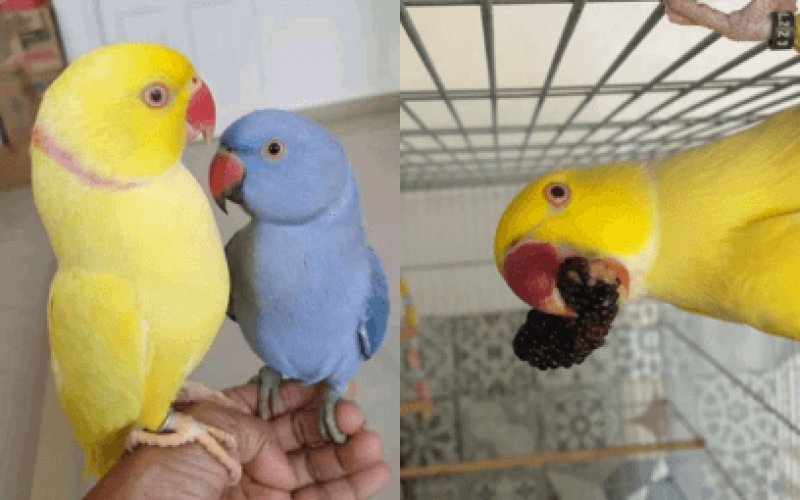 Ring Neck e Introdução a Novos Membros da Família