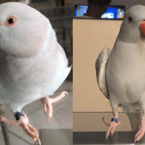 Quando levar o Ring Neck ao veterinário