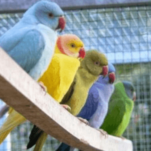 Como Evitar e Tratar Infecções em Ring Necks