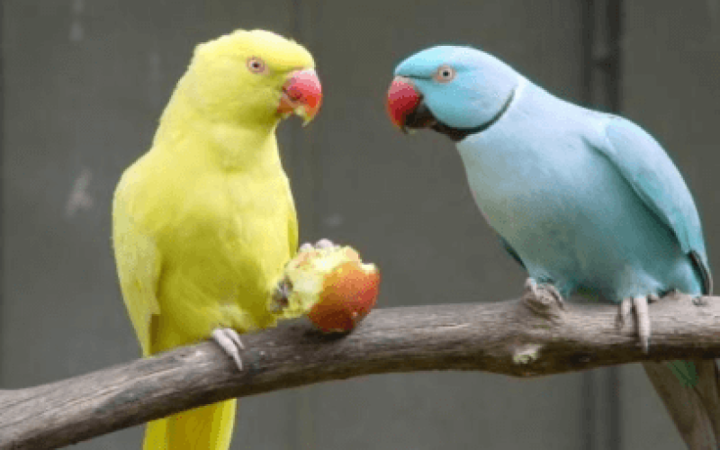 Alimentos Naturais para Ring Necks