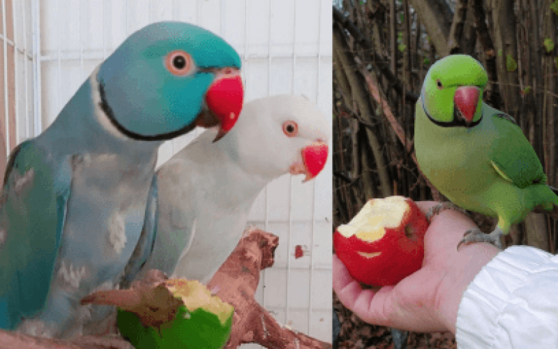 Frutas que Você Pode Oferecer ao Seu Ring Neck