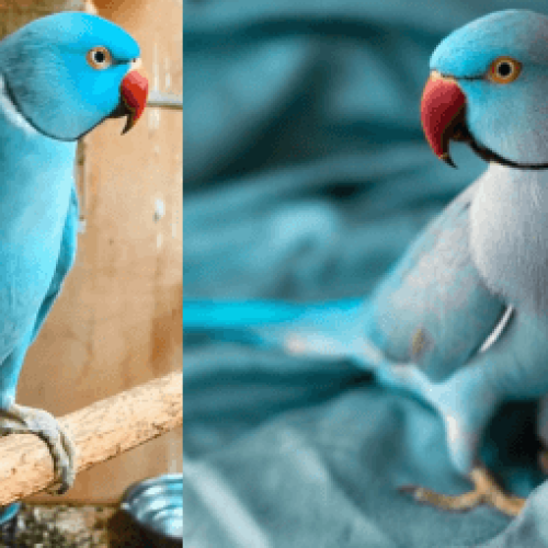Como Evitar Doenças Comuns em Ring Necks