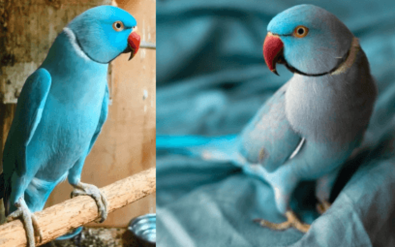 Como Evitar Doenças Comuns em Ring Necks