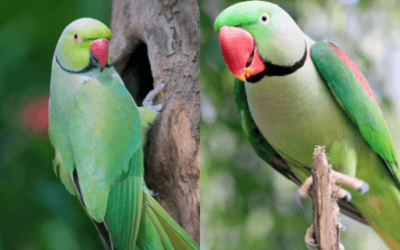 Ring Neck vs. Grande Alexandre