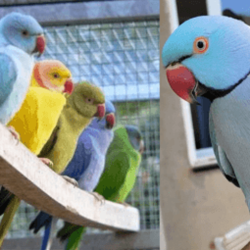 Comportamentos Agressivos no Ring Neck? Veja a solução