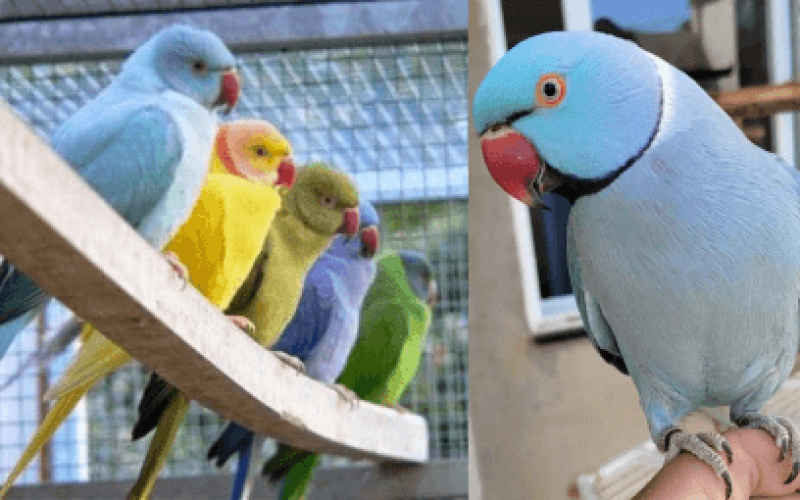 Comportamentos Agressivos no Ring Neck? Veja a solução