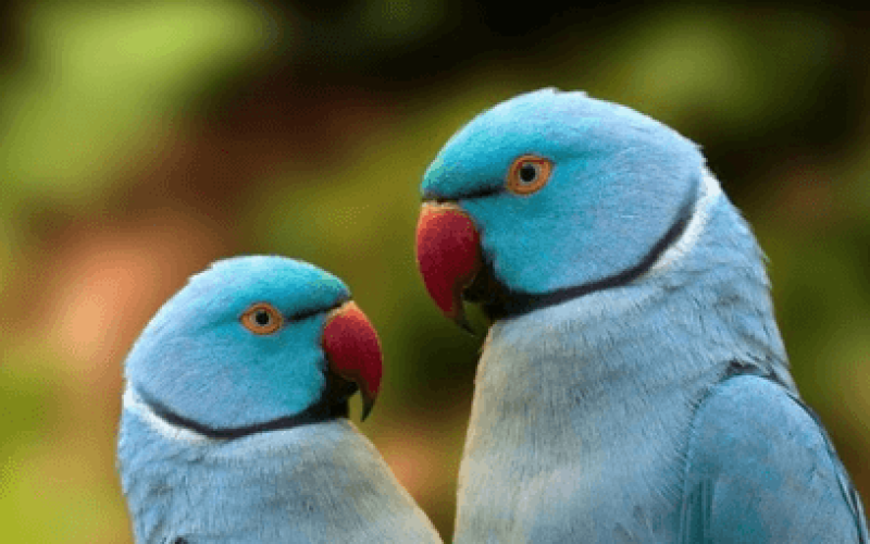 Como Identificar o Sexo do Seu Ring Neck: Dicas para Avaliar o Desenvolvimento