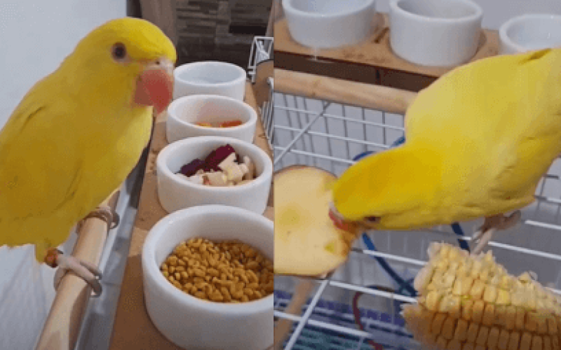 Alimentação Ideal para Seu Ring Neck