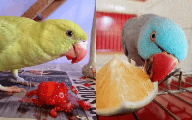Frutas que Não São Recomendadas para Ring Necks