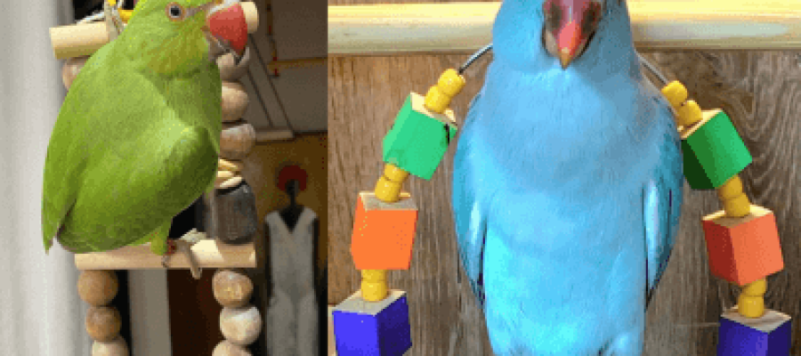Como Manter a Mente do Seu Ring Neck Sempre Ativa