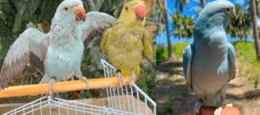 O que é enriquecimento ambiental