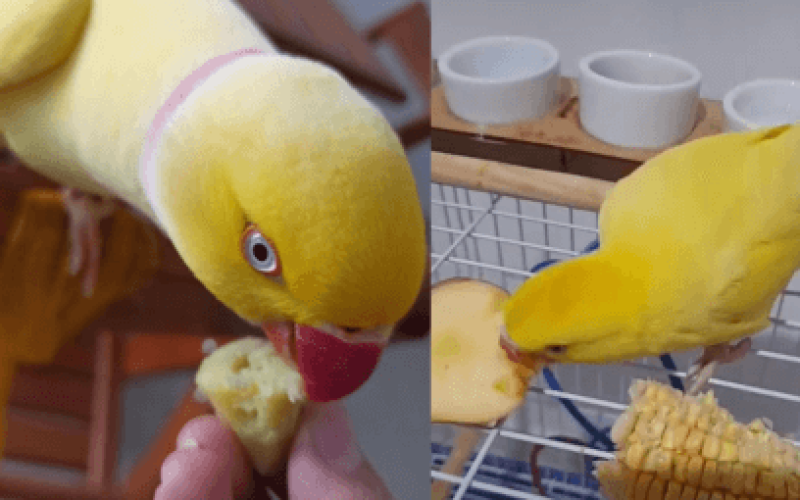 Alimentos que Você Pode Oferecer para o Seu Ring Neck 