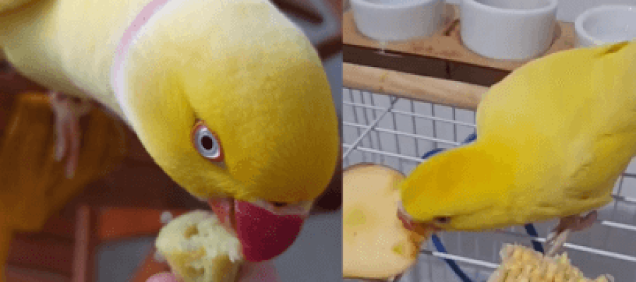 Alimentos que Você Pode Oferecer para o Seu Ring Neck 